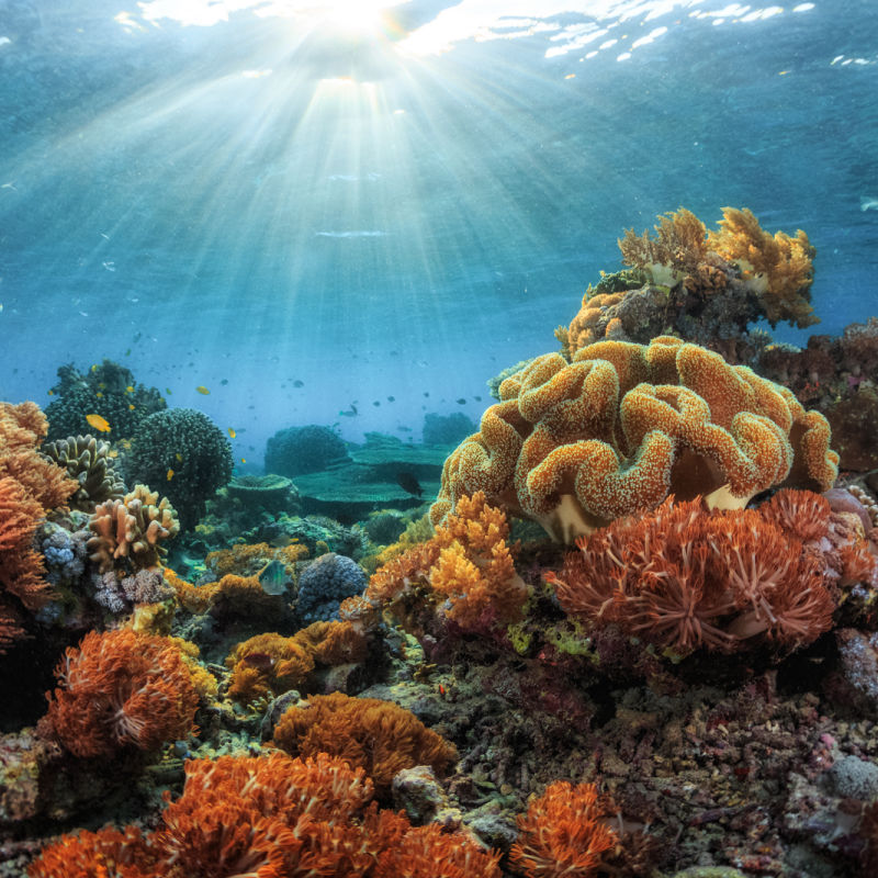 Coral Reef Bali Martine Snorkel Diving.jpg