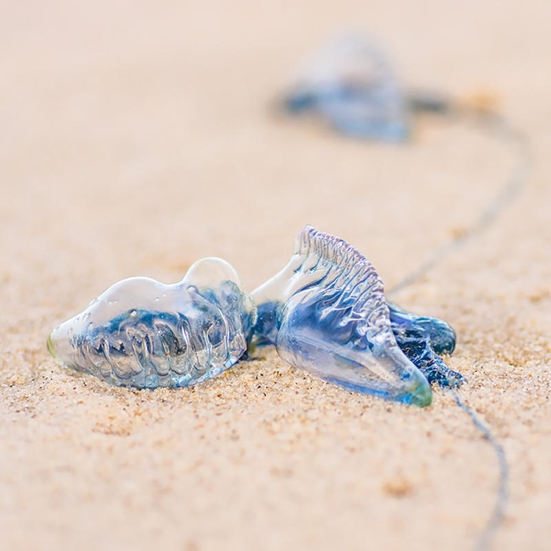 Bluebottle-Jellyfish-on-Beach