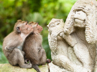 Meddling Monkeys In Bali Are Proving Costly For Tourists.jpg