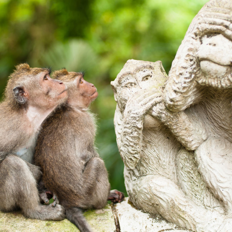 Monkeys-at-Bali-MOnkey-Forest