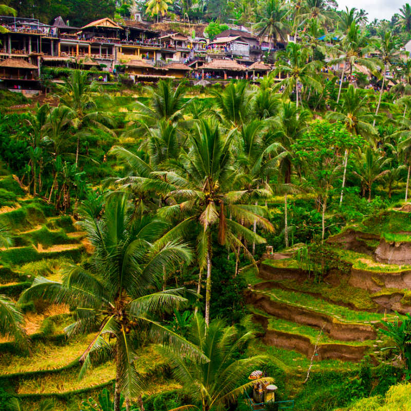 Tegallalang Rice Terraces.