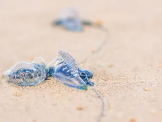 Tourists Warned About Poisonous Jellyfish On Popular Bali Beach 