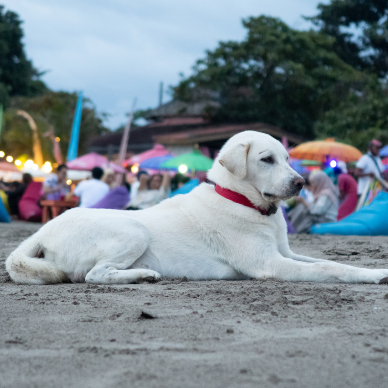 dog on a beach in Bali