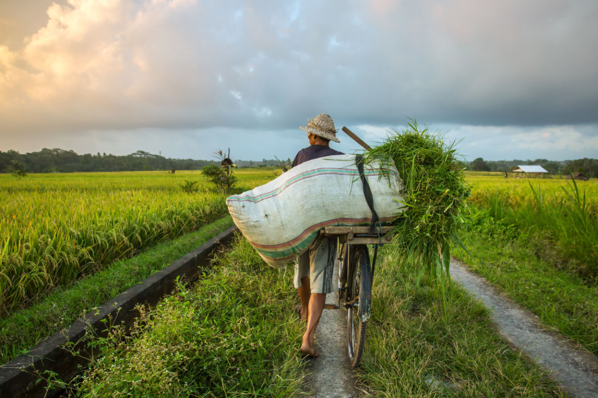 Bali Is On A Mission To Become An Organic Island To Improve