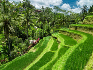 Bali’s Rice Terrace Cafes Are Serving Up More Than Great Food