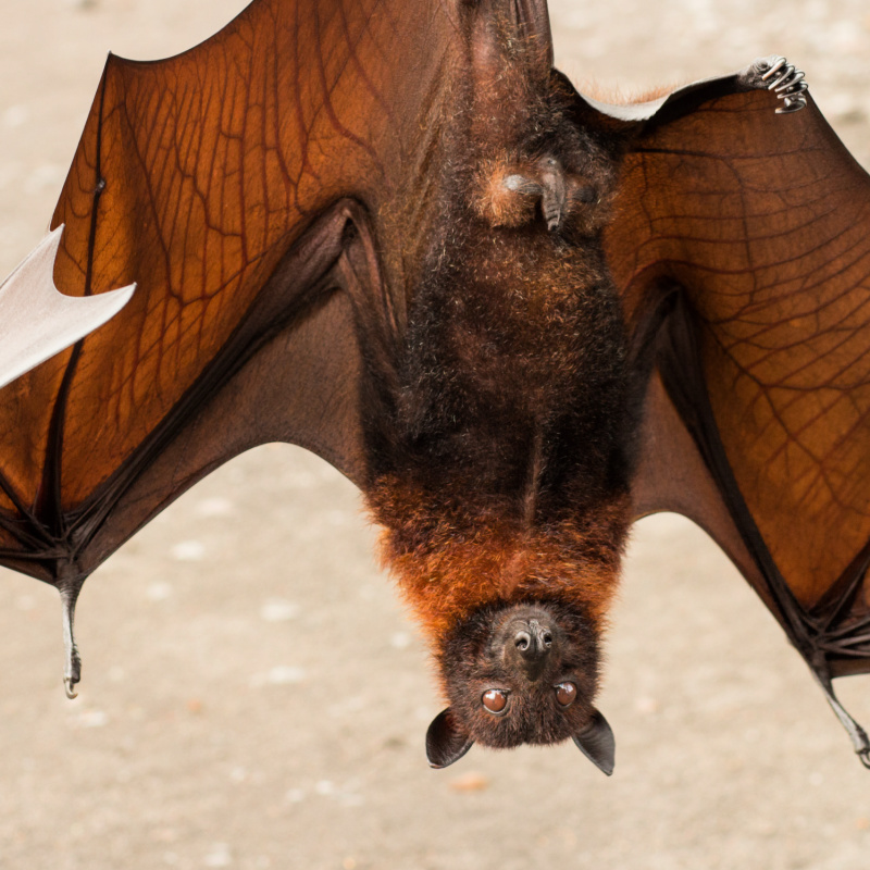 Fruit-Bat-Hangs-Upside-Down