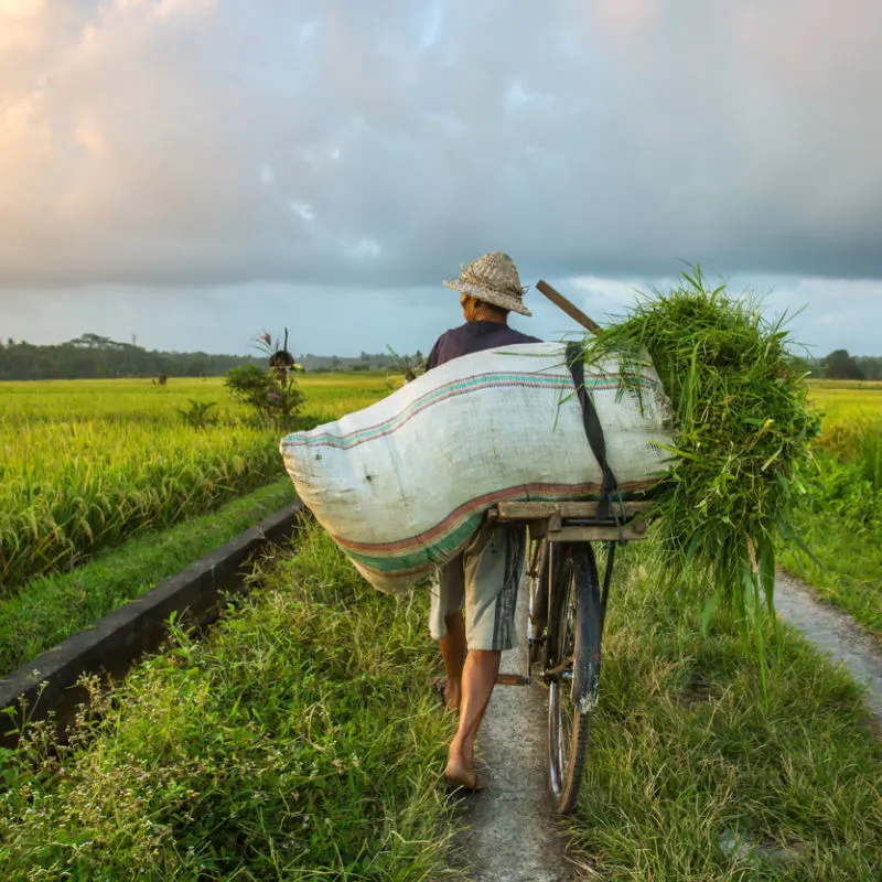 Rice farmer in fields in Bali