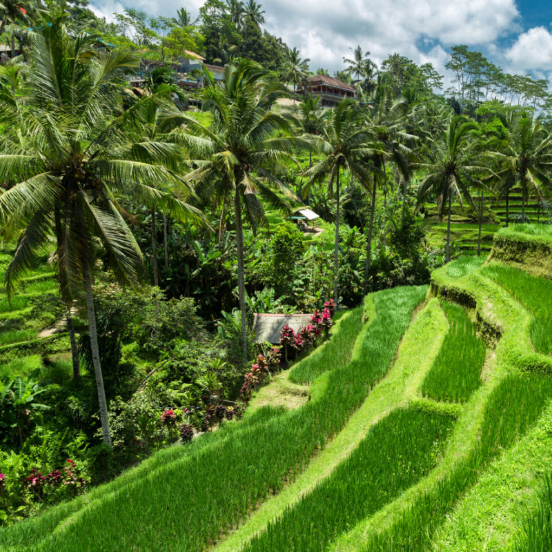 Terasering Sawah Tegalalang di Bali