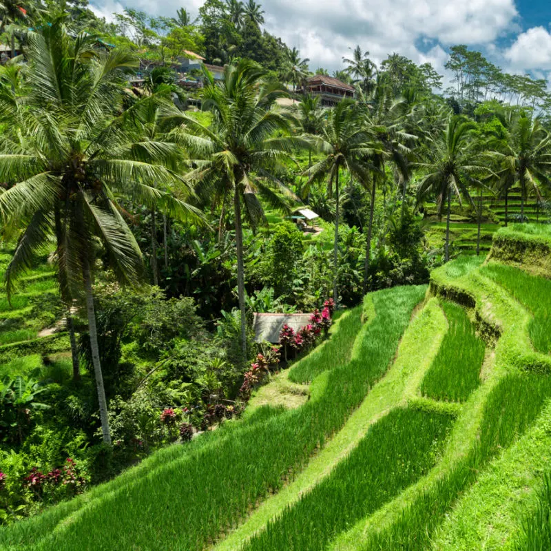 Terasering Sawah Tegalalang