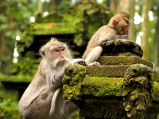 10-Year-Old Girl On Vacation In Bali Hospitalized After Monkey Bite 