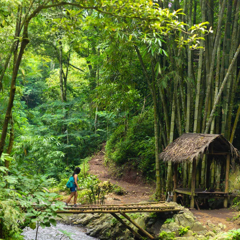 Bambboo forest in Bali woman walks over jungle bridge
