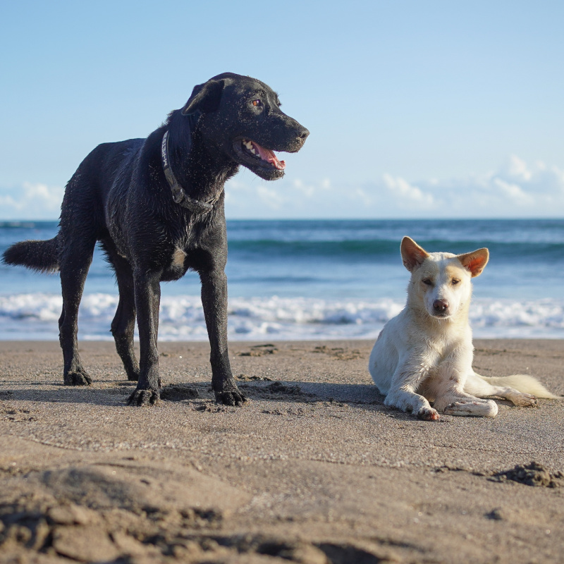 Black-dog-and-white-dog-on-beach-next-to-the-sea-in-Bali-in-daytime