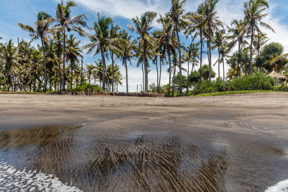 Water washes up on Seseh Black Sand Beach in Bali With Palm Trees On The Land.jpg