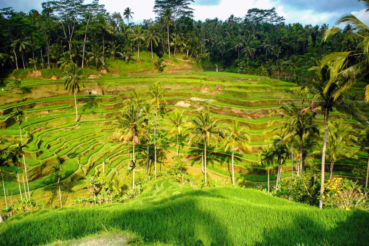 Tegallalang Rice Terraces.