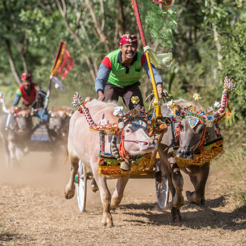 Makepung-racing-buffalo-in-Bali