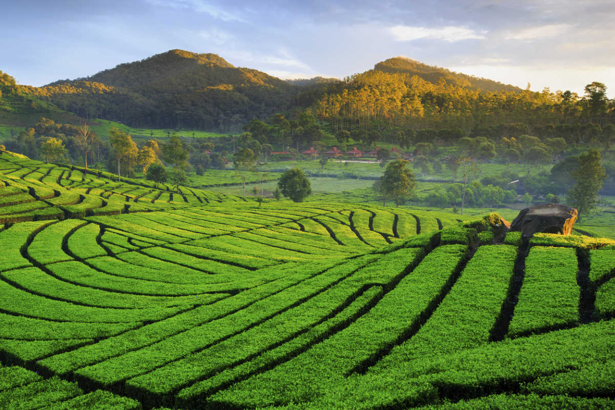 Tea-Plantation-West-Java
