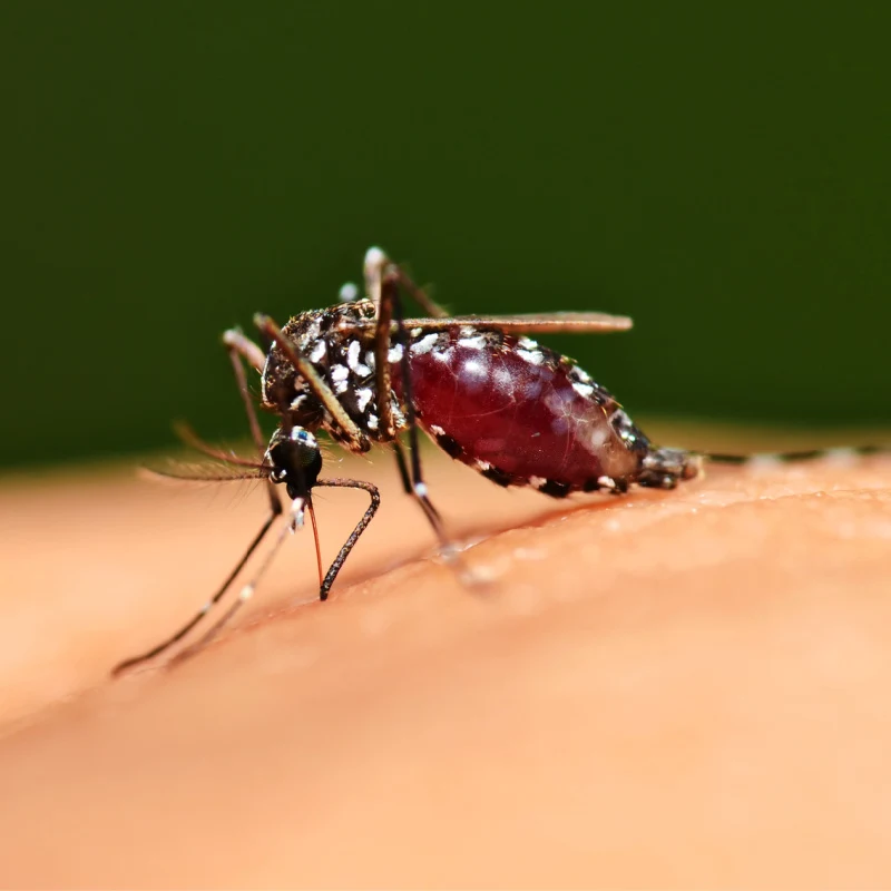 Mosquito lands on human skin