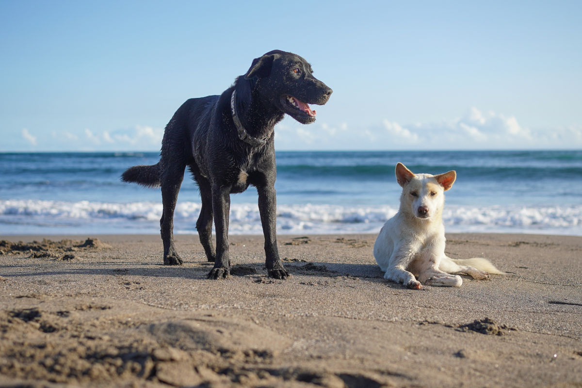 Black dog and white dog on beach next to the sea in Bali in daytime.jpg