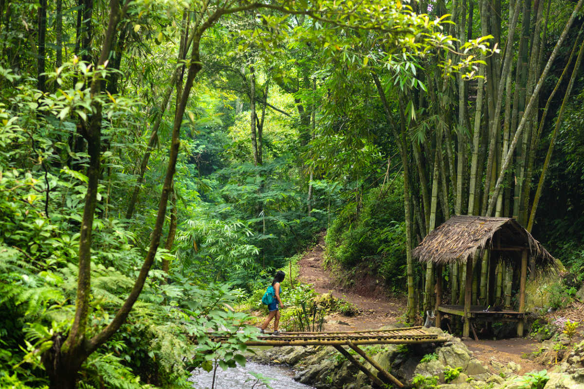 Hutan bambu di Bali wanita berjalan melewati jembatan hutan