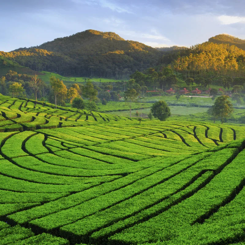 Tea-Plantation-West-Java