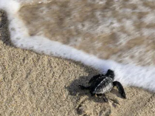 Tourism Is Changing Turtle Nesting Habits In Bali
