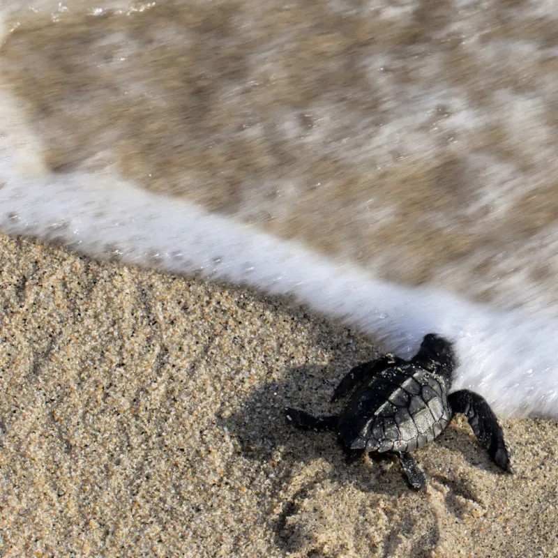 Turtle-hatching-enters-the-ocean-from-the-sand