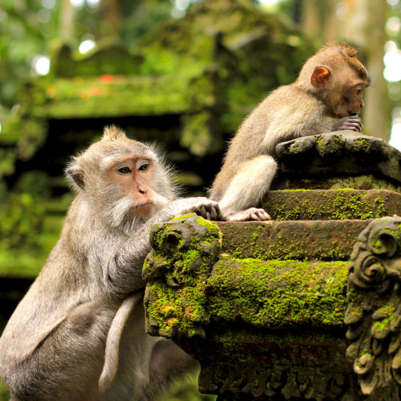 Dwie małpy bawią się w ciągu dnia na omszałym kamieniu w małpim lesie Ubud na Bali