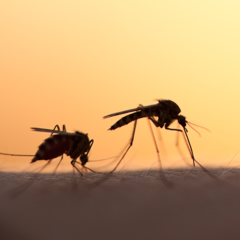 Two-mosqutios-on-arm-at-sunset