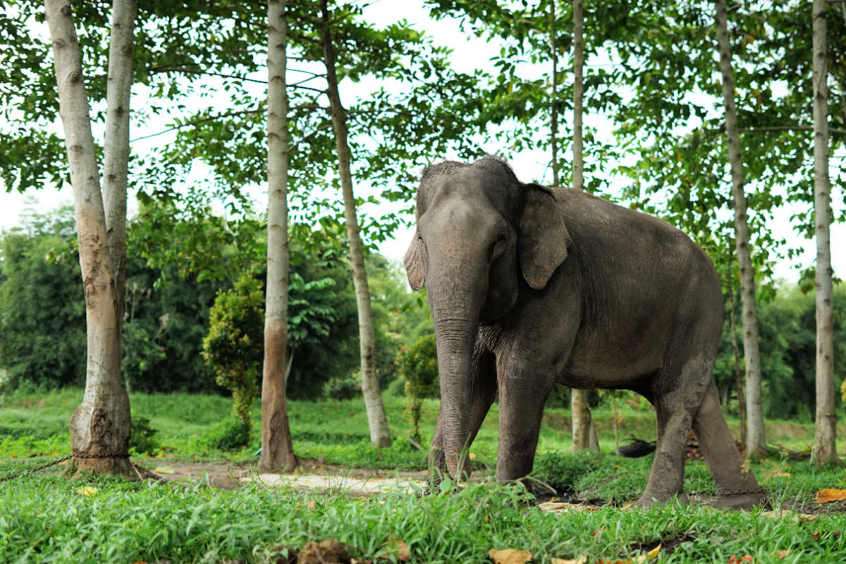 Sumatran Elephant Under trees on grass.jpg