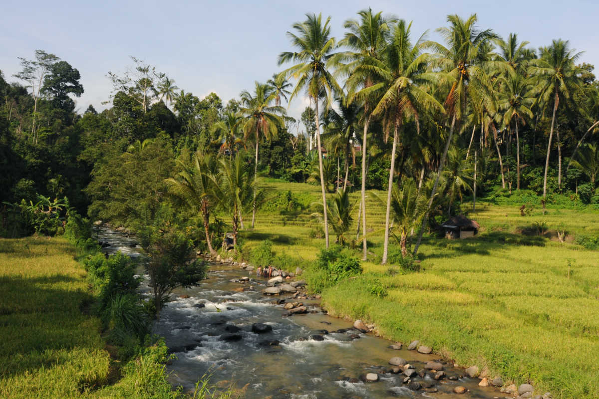 River in Rural Bali Surrounded by plam trees and rice paddies.jpg