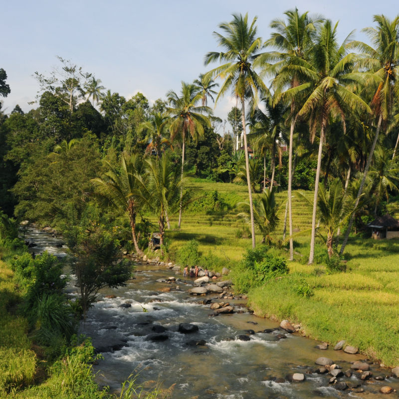 River-in-Rural-Bali-Surrounded-by-plam-trees-and-rice-paddies