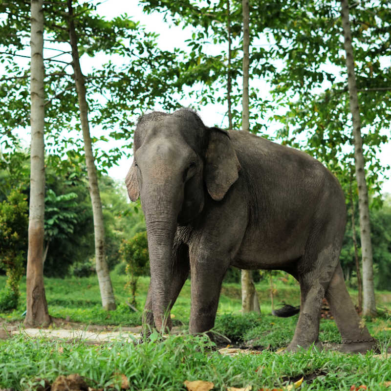 Sumatran-Elephant-Under-trees-on-grass