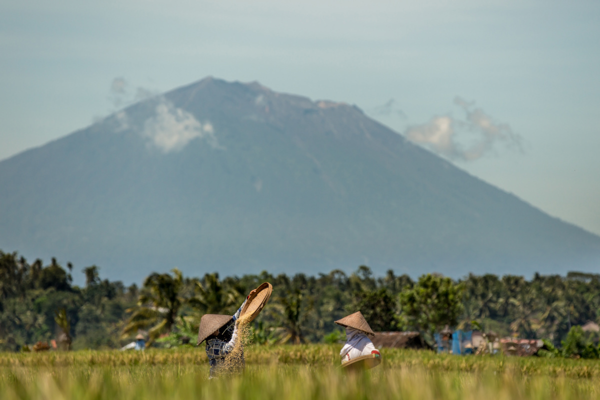 Farmers Thresh Rice In Paddie Overlooking Mount Agung in Bali.jpg