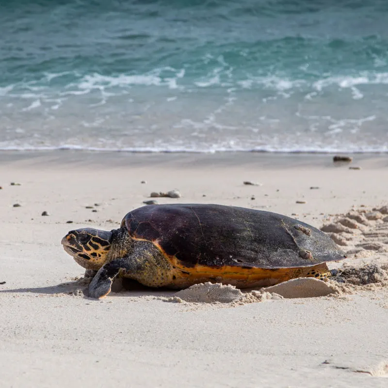 Hawksbill-Turtle-Bali-beach