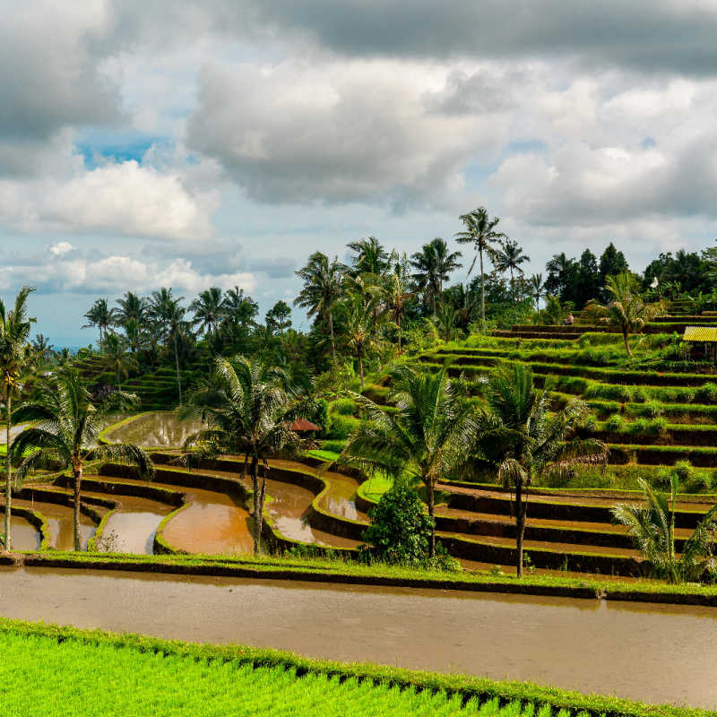Jatiluwih-Rice-Terraces-in-Daytime-in-Bali