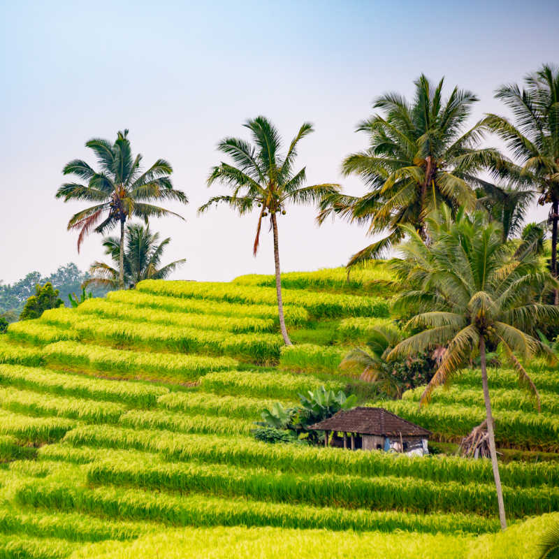 Jatliwuh-Rice-Terraces-in-Tabanan