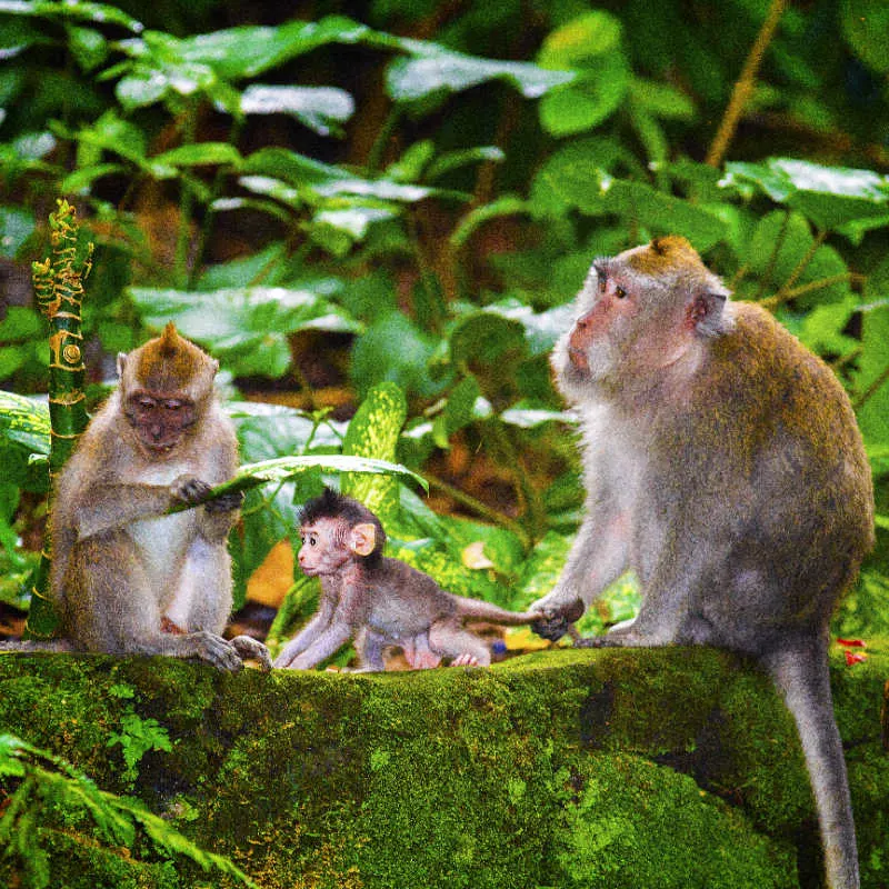 Monkeys-at-Ubud-monkey-Forest-in-Bali