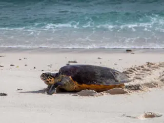 Shocking Footage Shows Wild Turtles Escaping Fireworks On Bali Beach