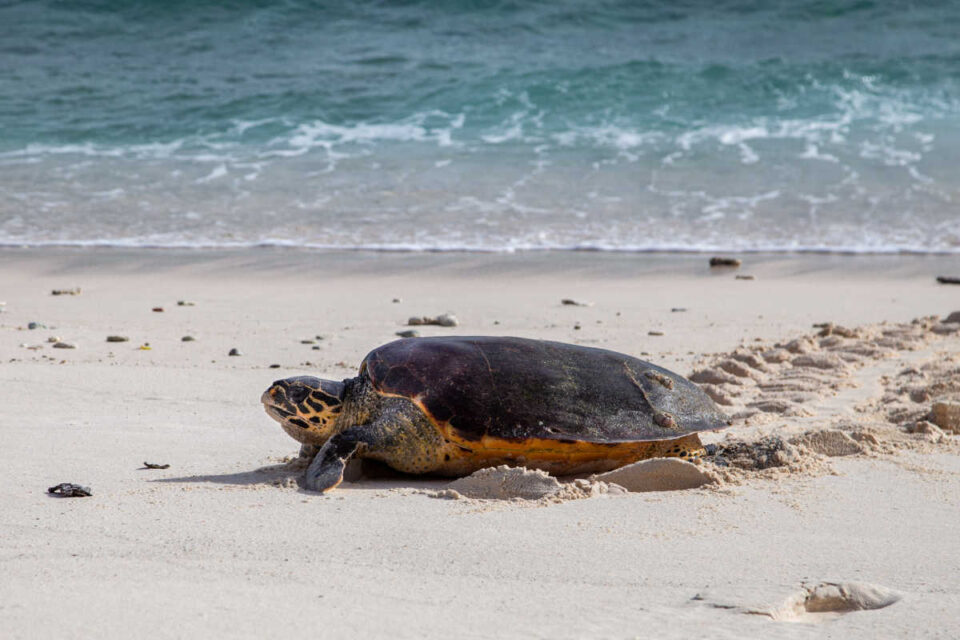 Shocking Footage Shows Wild Turtles Escaping Fireworks On Bali Beach ...