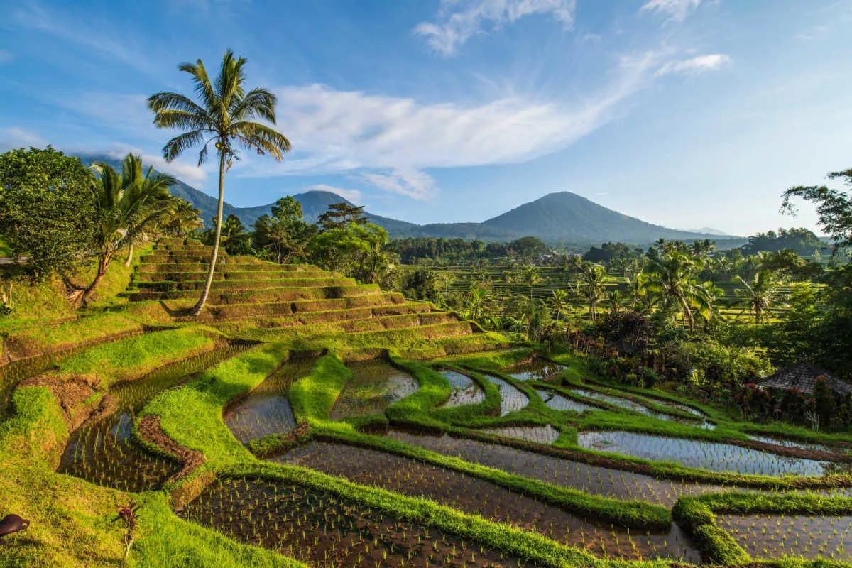 UNESCO Jatiluwih Rice Terraces in Tabanan Regency.Bali
