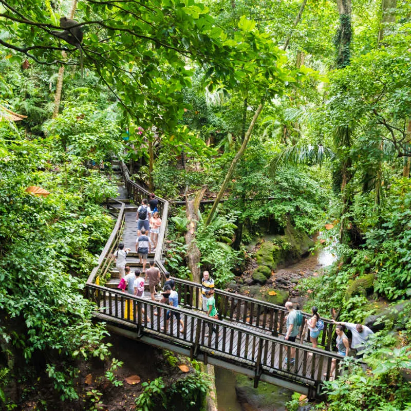 Tourist-Walk-Through-Ubud-Monkey-Forest-in-Bali
