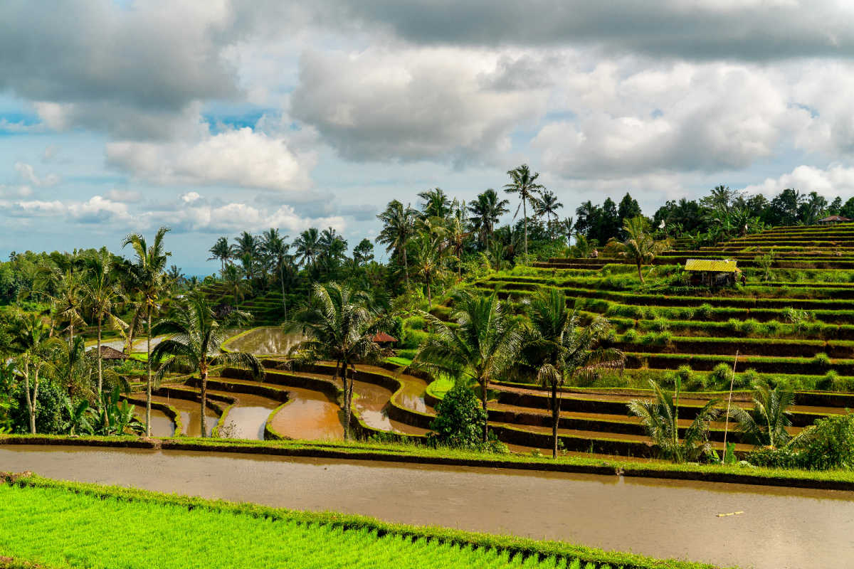 Jatiluwih Rice Terraces in Daytime in Bali.jpg