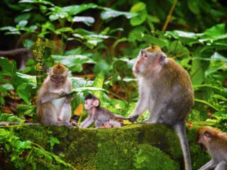 Tourists Warned Not To Interact With Bali Monkeys As Passport Destroyed