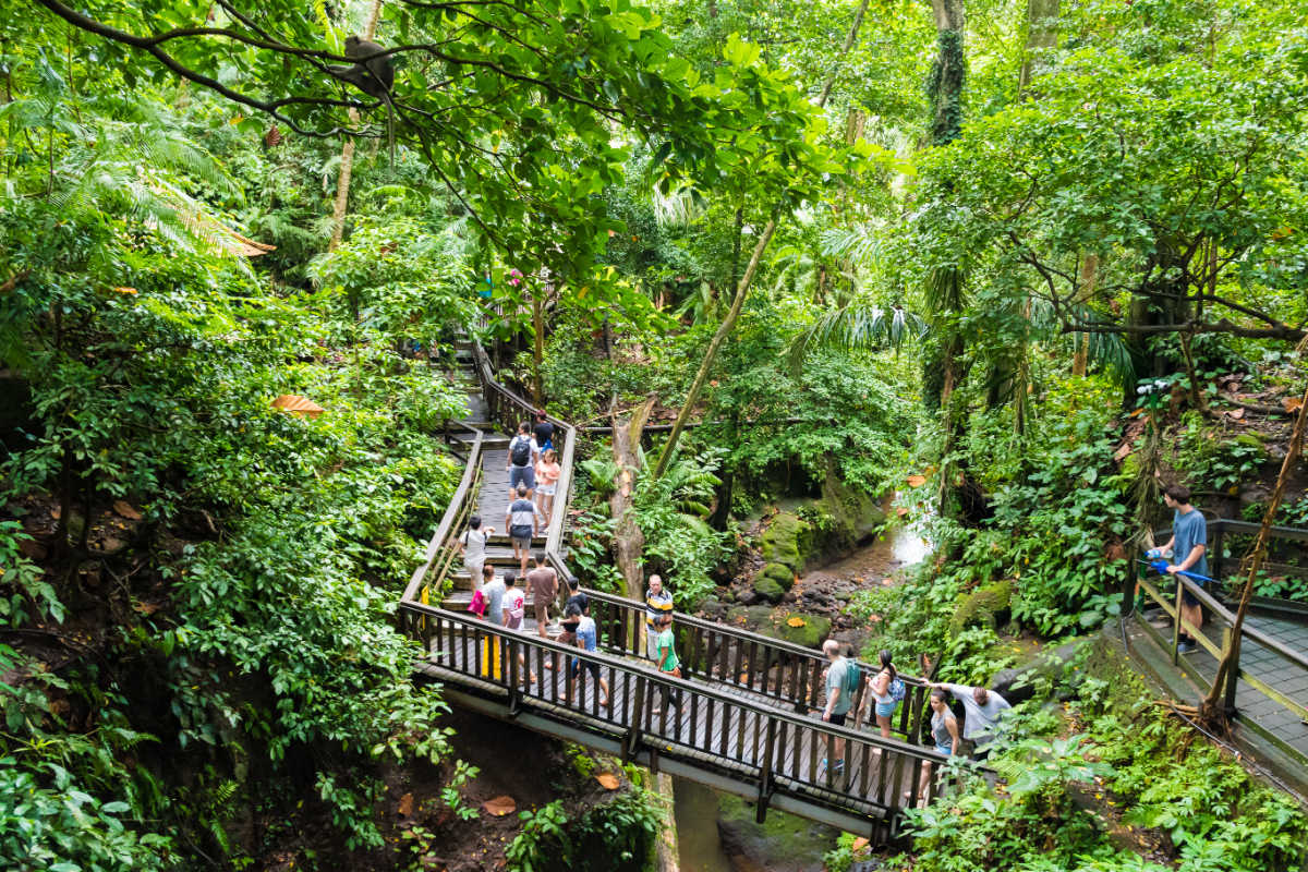 Tourist Walk Through Ubud Monkey Forest in Bali.jpg
