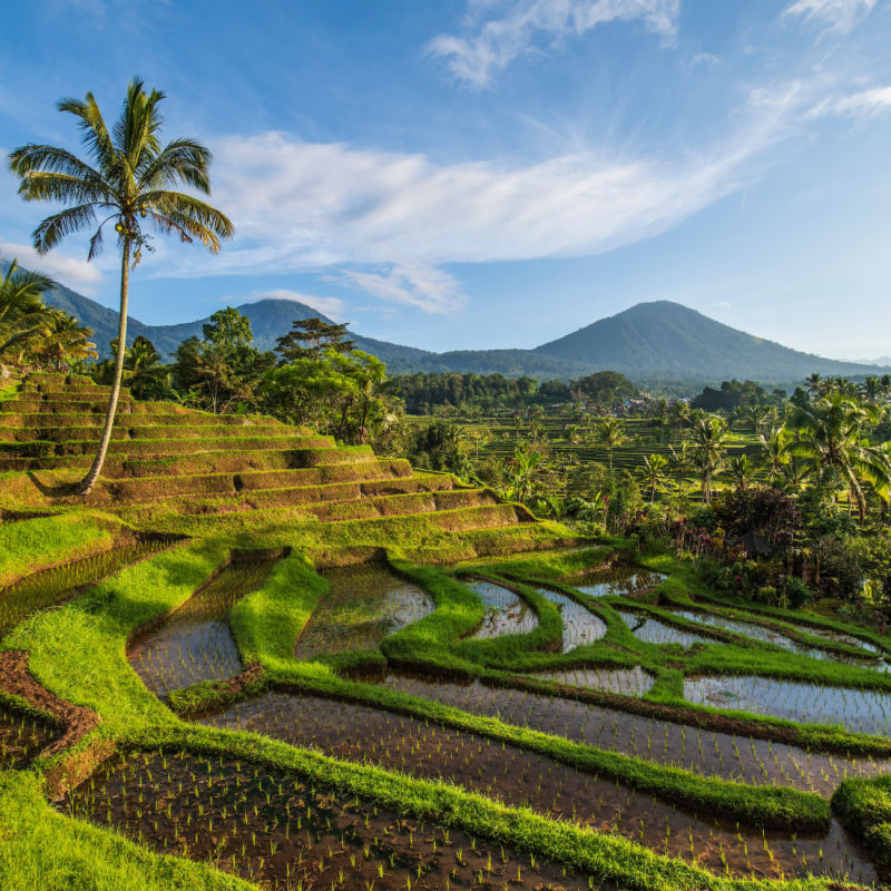 UNESCO-Jatiluwih-Rice-Terraces-in-Tabanan-Regency.Balijpg