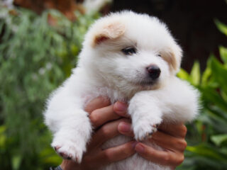 Bali's Real Life Paw Patrol Introduced ‘Tourist Friends’ At Top Resorts