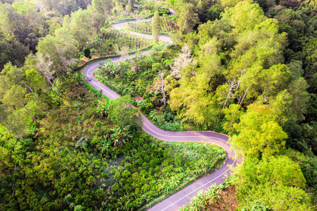 Winding Road in Kintamani Forest in Bali.jpg