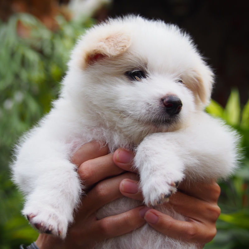 White-Bali-Kintamani-Puppy-Dog