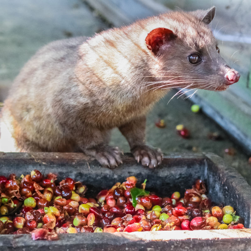 Civet Cat Coffee Kopi Luwak.jpg