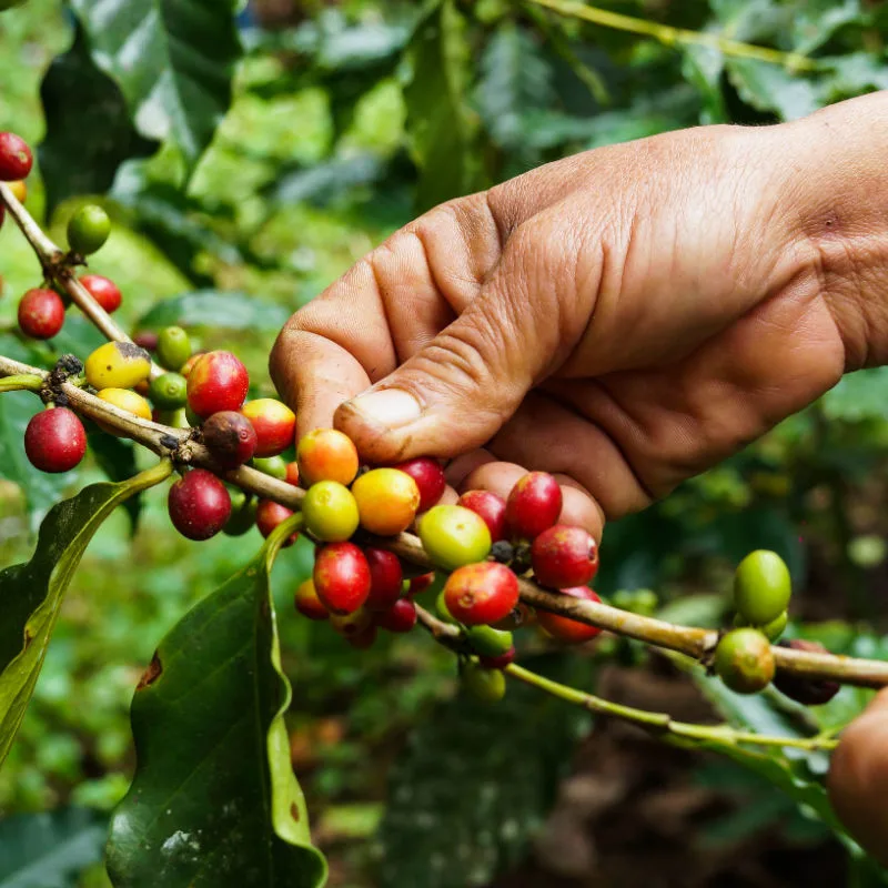 Close Up Of Hands ON Coffee Beans in Bali.jpg